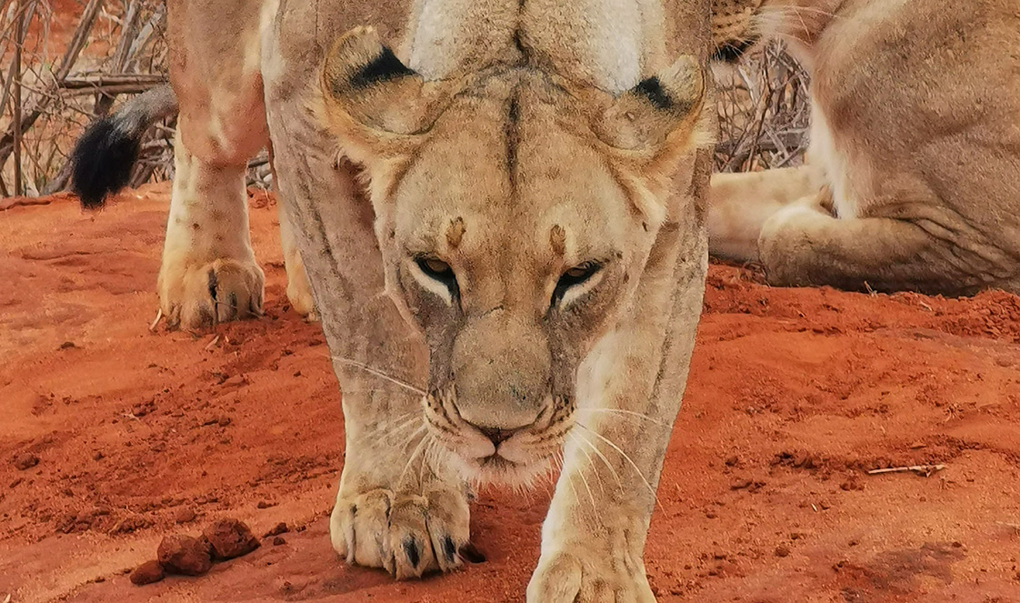 A female lion with her head down walks on red soil in Tsavo East National Park.
