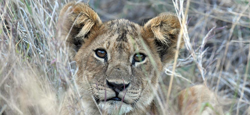 A portrait of a lion cub sitting in tall grass.