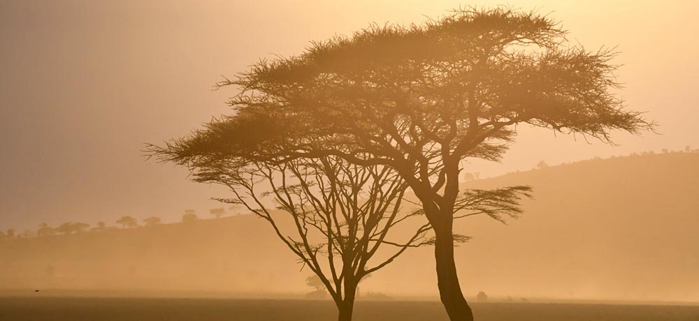 An acacia tree at sunset.