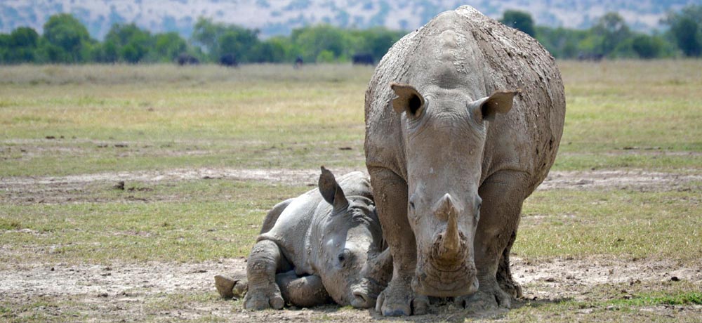 Two rhinos, one standing, one lying down, in Ol Pejeta Conservancy.