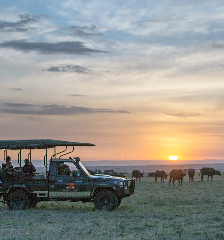 Fly-In Safari