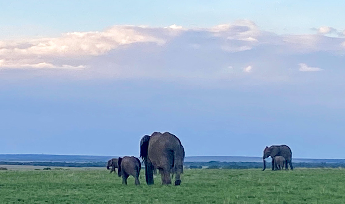 Elephants walking across a grass savanna in the evening light.