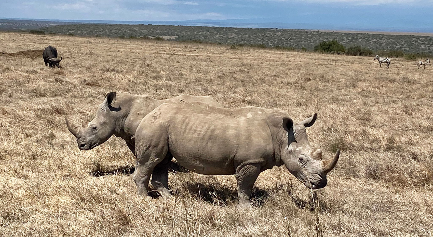 Two rhinos standing in a dry grass savanna.