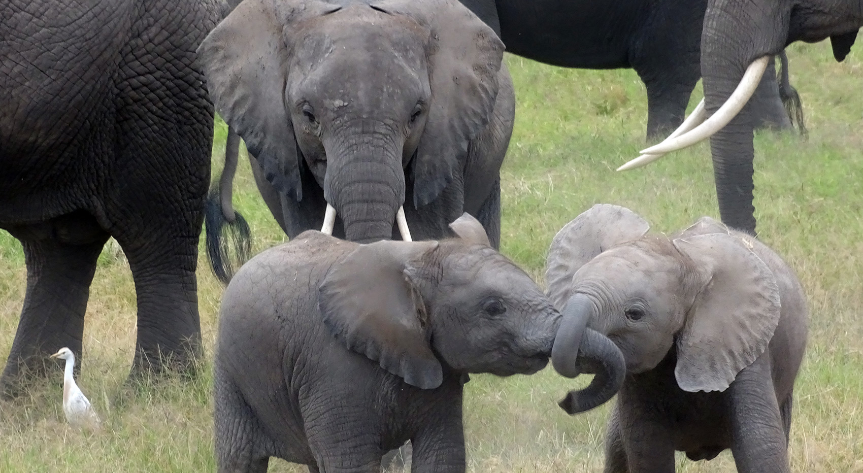 A heard of elephants with two young elephants playing and their trunks intertwined.