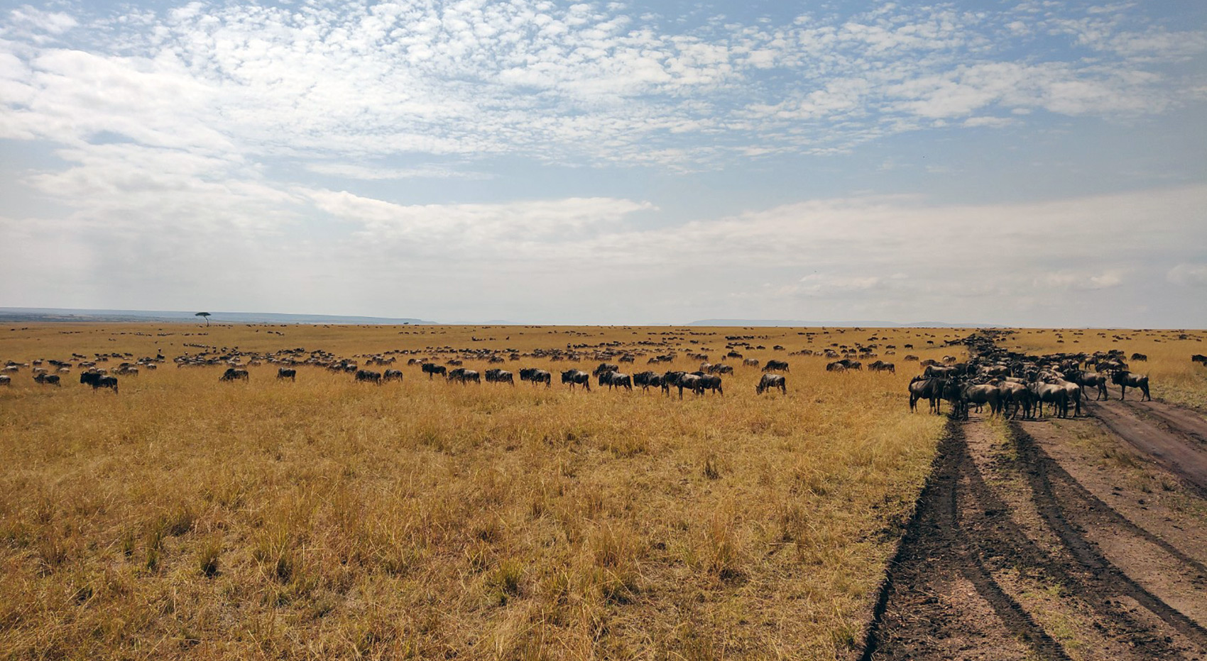 A herd of wildebeest on an open savanna with some clouds in the sky.