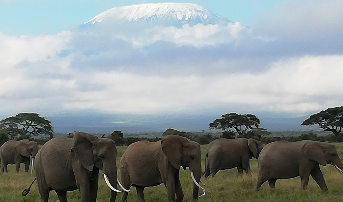 An elephant herd walking in Amboseli National Park with Kilimanjaro in the background.