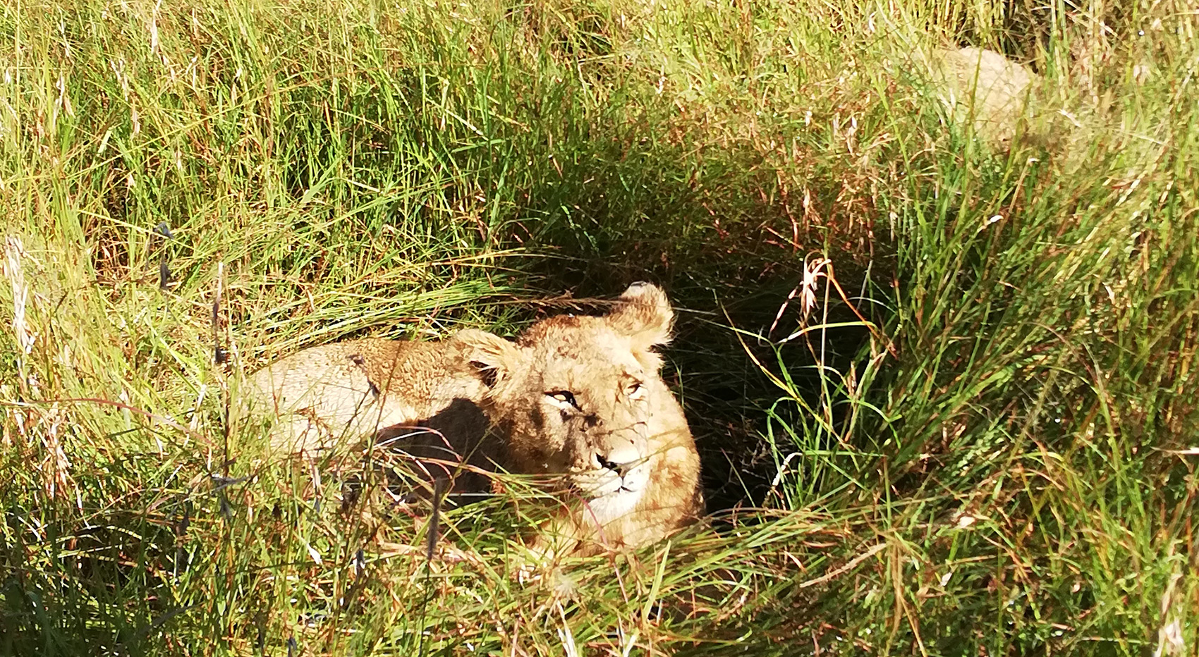A lion sitting in very tall grass