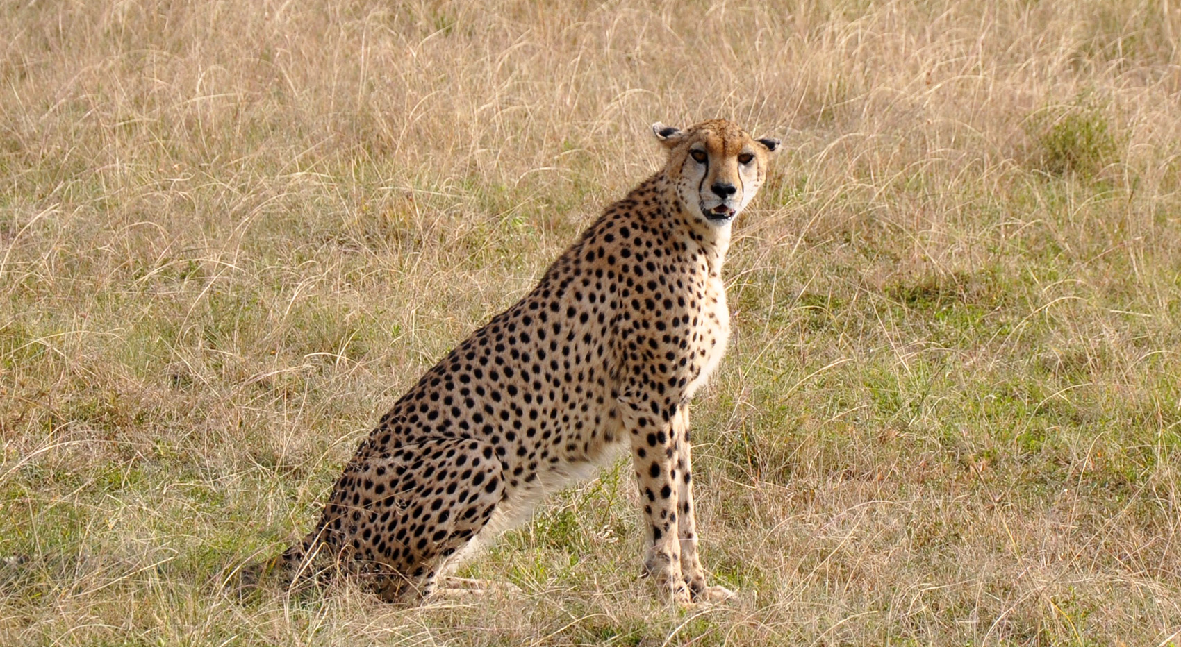 A cheetah sitting in a grass savanna.