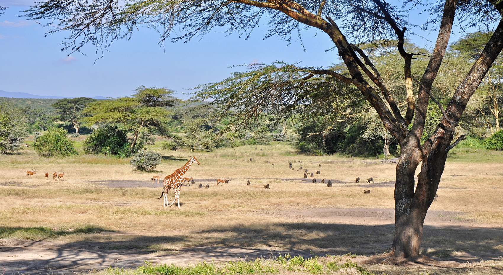 Several baboons sit in a grass savanna under an Acacia tree and a young reticulated giraffe is walking by.