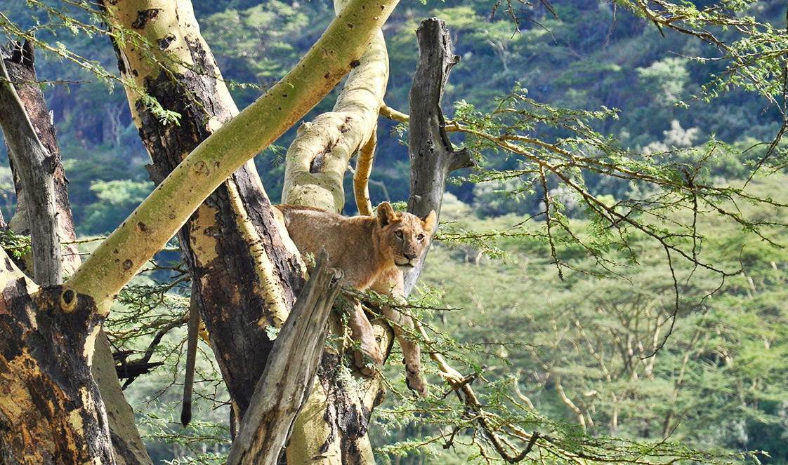 A lion sitting in the branches of a tall Yellow Fever Tree.
