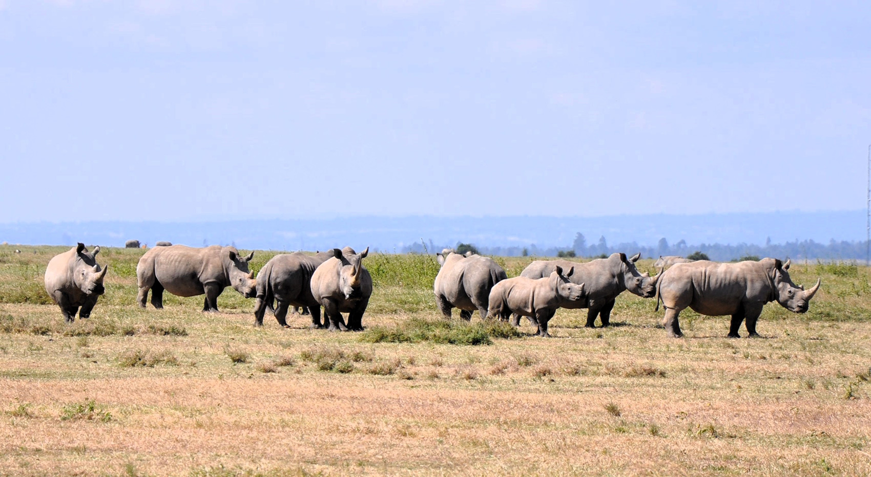 A group of multiple rhinos in an open space.
