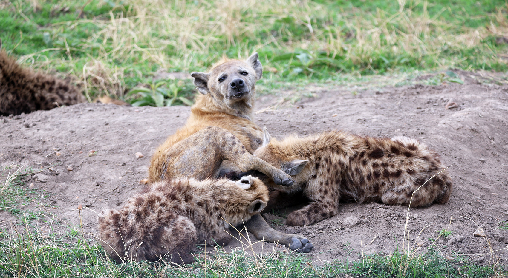 Hyenas