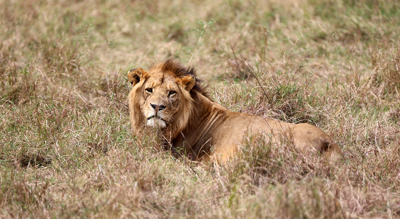 A male lion