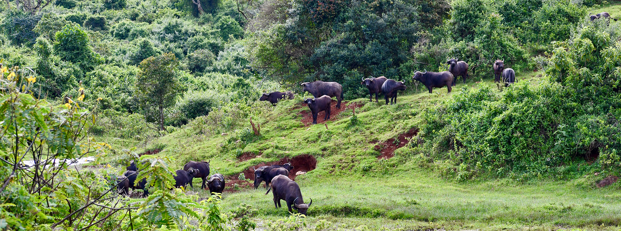 A buffalo herd on a clearing in an otherwise dense forest in the Aberdare National Park in Kenya.