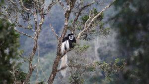 A black-and-white colobus monkey sits in a tree in a lush forest in the Aberdare National Park.