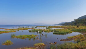A Marabu stork walks through the shallow water at Lake Nakuru. The sky is blue and the water shimmers in the same colour.