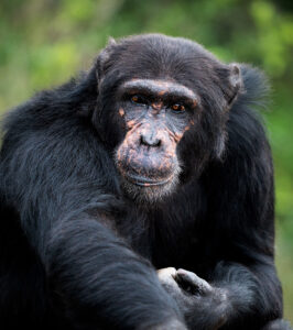 A chimpanzee of the OPC sanctuary