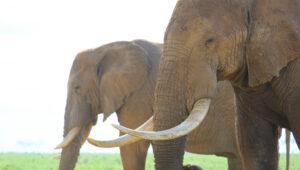 A closeup of two elephants with large tuskers.
