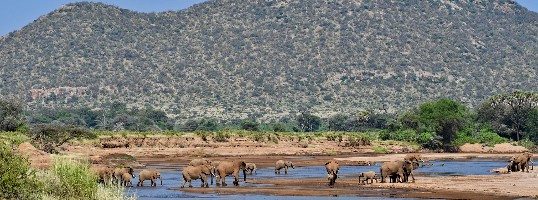 Elephants walk in the shallow Ewaso Nyiro River in Samburu National Park.