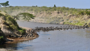 A wildebeest herd crosses the Mara during the Great Migration in Kenya.