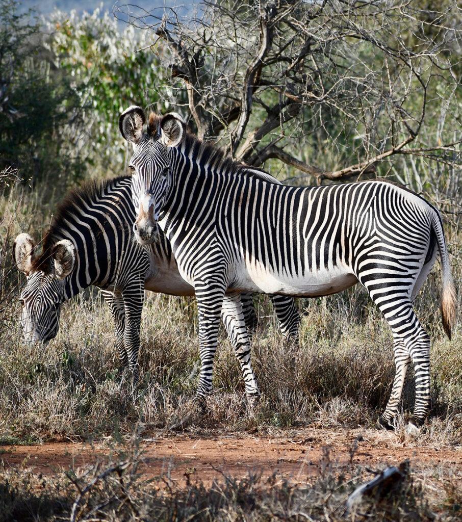 Zebra Rwdi Lewa Wildlife Conservancy Safari Travel Guide