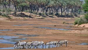 Grevy zebras drink at the almost dried out Ewaso Nyiro River in Samburu during the dry season.