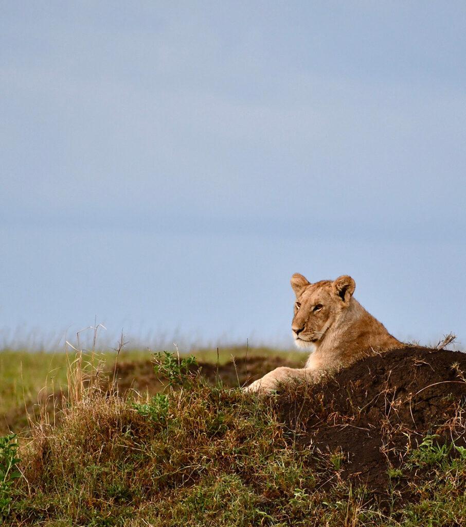 Lewa Rescued Animals Lewa Wildlife Conservancy Safari Travel Guide
