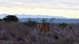 A lion walks across the savanna, the Ngong Hills in the background.