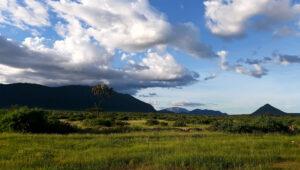 A green landscape in Samburu, transformed by the November rains.