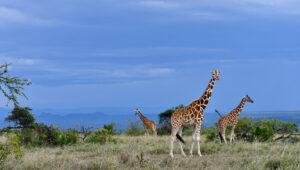 Reticulated giraffe stand in the savanna, the sky is light blue.