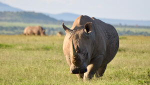 A white rhino in grassland at Ol Pejeta Conservancy.