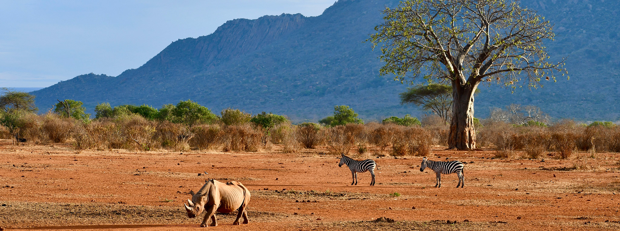 A rhino and a zebra walking to a waterhole in the Tsavo West scenery with mountains and a tree in the background.