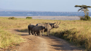 Two rhinos on a dirt road - Nairobi National Park is one of the best places in Kenya to see rhinos.