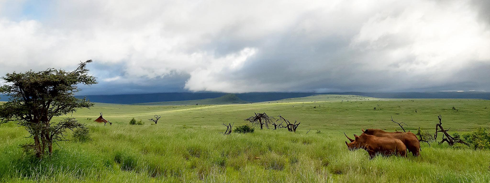 Two rhinos overlook the hilly landscape at Lewa Wildlife Conservancy. Clouds cover the sky.