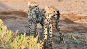 Two young cheetahs in Samburu National Reserve in northern Kenya.