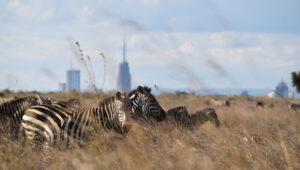 Zebras standing in the savanna with high-rises of the capital Nairobi in the background.