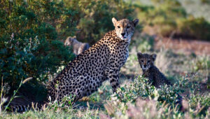 A cheetah mother with her cub in a bushy area in Northern Kenya.
