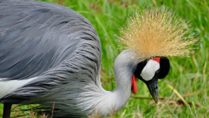 A closeup of a grey corwned crane bird in Kenya.
