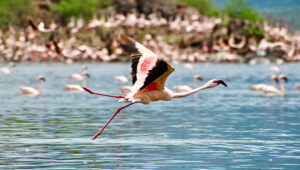 A pink flamingo takes flight at Lake Bogoria in Kenya's Rift Valley.