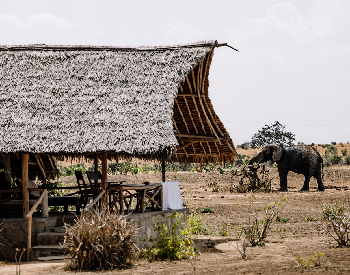 Elephant outside a guest tent at Satao Camp in Tsavo East National Park.