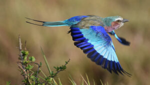 A lilac breasted roller bird in full flight.