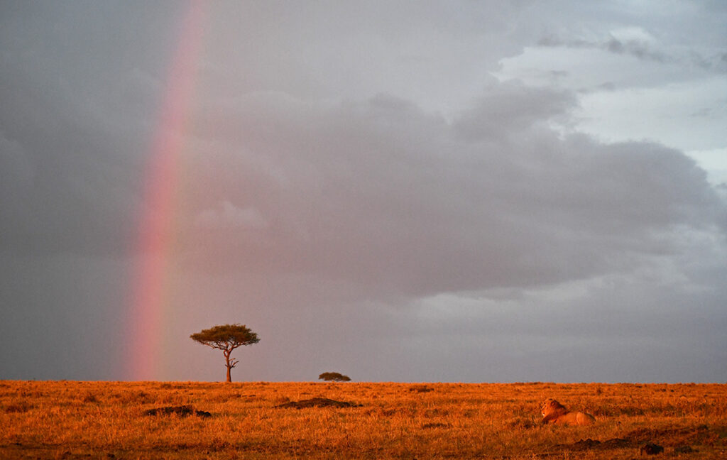 A male lion in the savanna, a rainbow and dark clouds in the sky during rainy weather in Kenya.