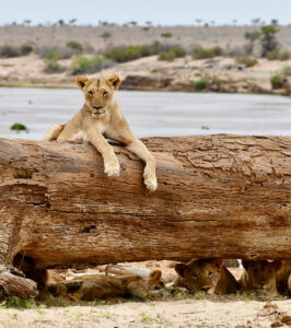 Lions ontop and below a tree trunk during the dry season in Tsavo East National Park.
