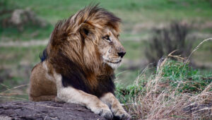 A male lion with a large mane is lying down on the ground. Lions are one of the most majestic Kenya safari animals to spot.