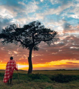 A Masai man standing near an Acacia tree looking at the sunset in the Maasai Mara.