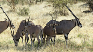A herd of oryx antelope standing in the shade at Samburu, one of the Northern Five Kenya safari animals.