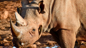 A closeup of a rhino with ox pecker birds on its face in Tsavo West in Southern Kenya.