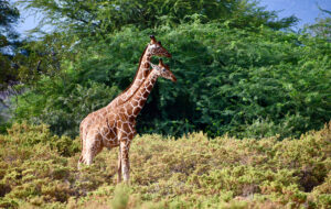 Two reticulated giraffes in a wooded area in Samburu National Reserve.