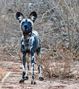 An African wild hunting dog - one of the most difficult Kenya safari animals to spot on a wildlife safari.