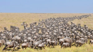 A large herd of the wildebeest migration on the savanna of the Masai Mara.